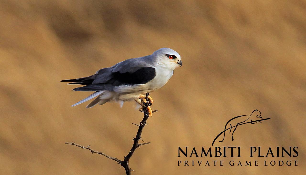 Nambiti Plains Villa Ladysmith Exterior photo